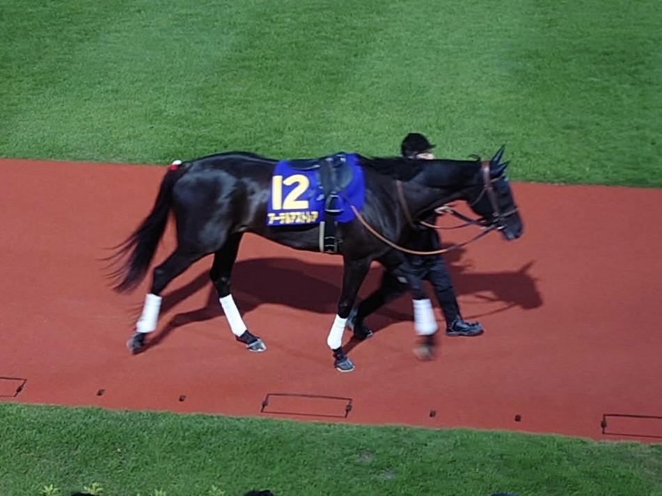 【川崎11R・エンプレス杯】 パドック11～12番です。 #川崎競馬 #エンプレス杯