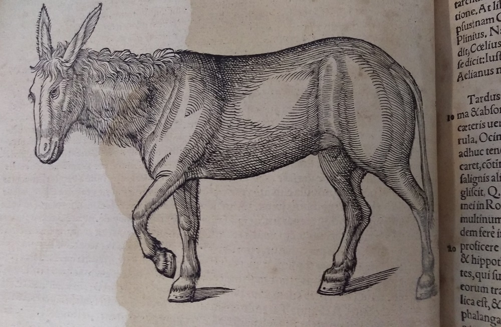 It's #WorldDonkeyDay 🫏 To celebrate here's a delightful little donkey trotting through the pages of Historia Animalium (c.1602) by Conrad Gesner