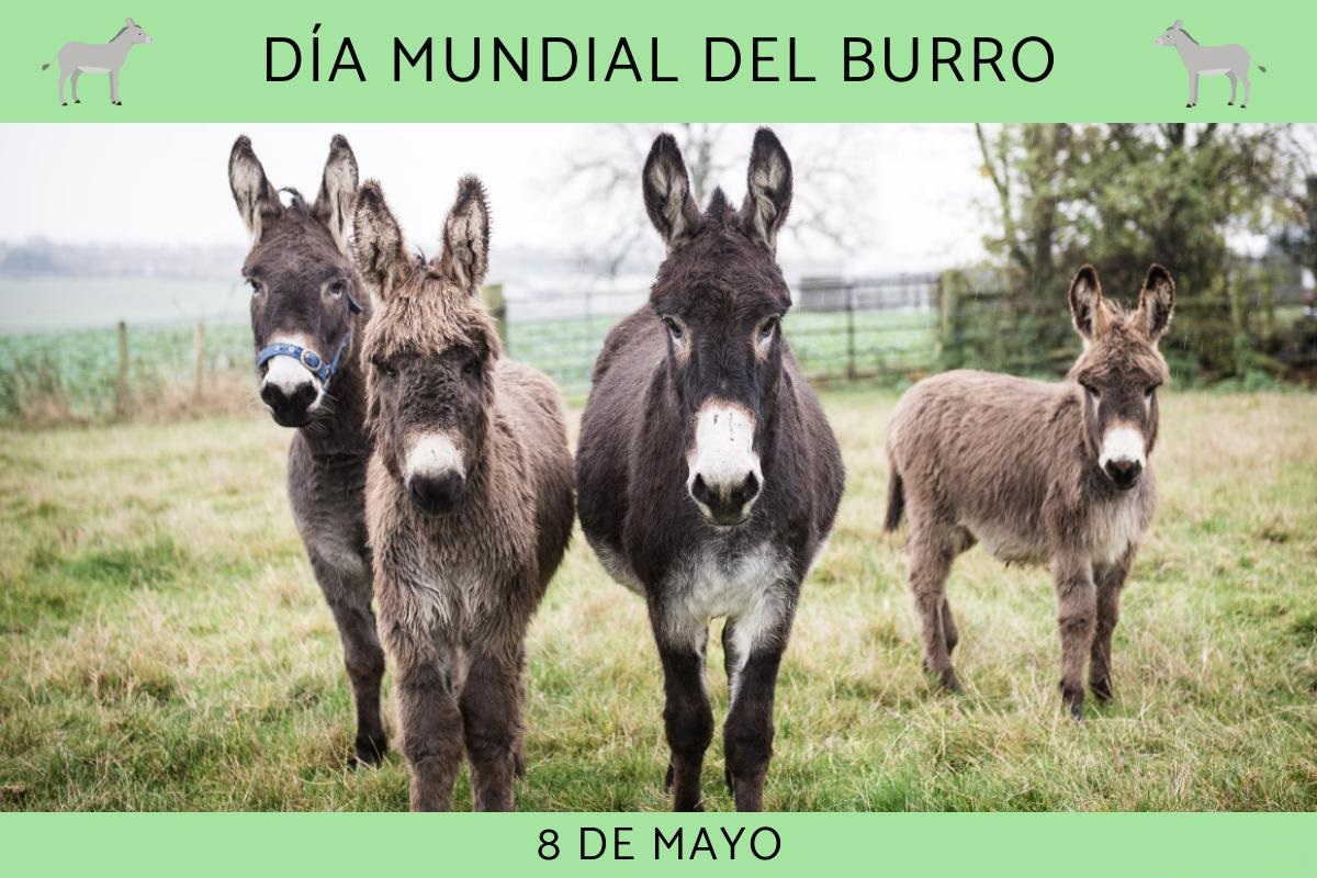 Día Mundial del Burro.

#DíaMundial #Burro #Donkey #Efemerides #UnDíaComoHoy #AdayLikeToday #Historia
