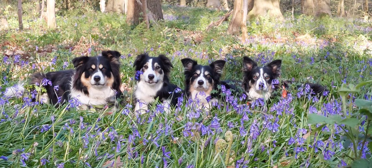Thank you for the update Alison, lovely family I have 4 rescue/rehome Border Collies. I had Jemma from you in 2016. Jemma love's doing tricks , scent work and agility for fun! I've attached a photo of my fantastic 4! Well done for all you do for these beautiful Border Collies.