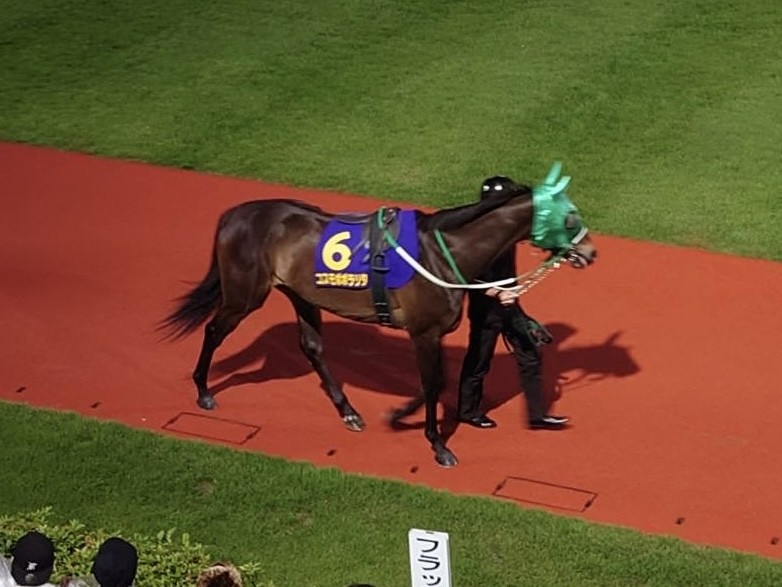 【川崎11R・エンプレス杯】 パドック5～6番です。 #川崎競馬 #エンプレス杯