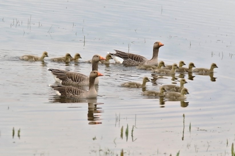 The breeding season is now in full swing in the #LDV with large numbers of Greylag creches present around the reserve, and the first broods of Mute Swan cygnets appearing over recent days. Thanks to Terry Weston for the photograph below taken recently at Bank Island @YorkBirding