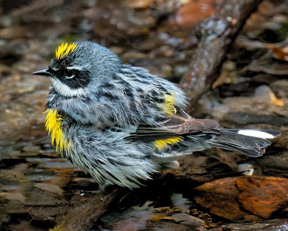 Yellow-rumped Warblers bathing at the Gill #birdcpp @BirdCentralPark