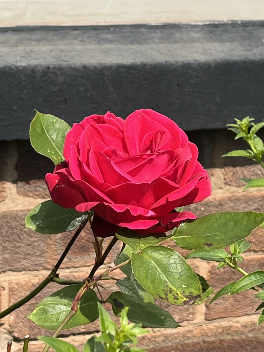 Today’s happy - the red rose in the front garden (name unknown) is flowering #roseWednesday #redrose #roses #mygarden #soredtherose #todayshappy