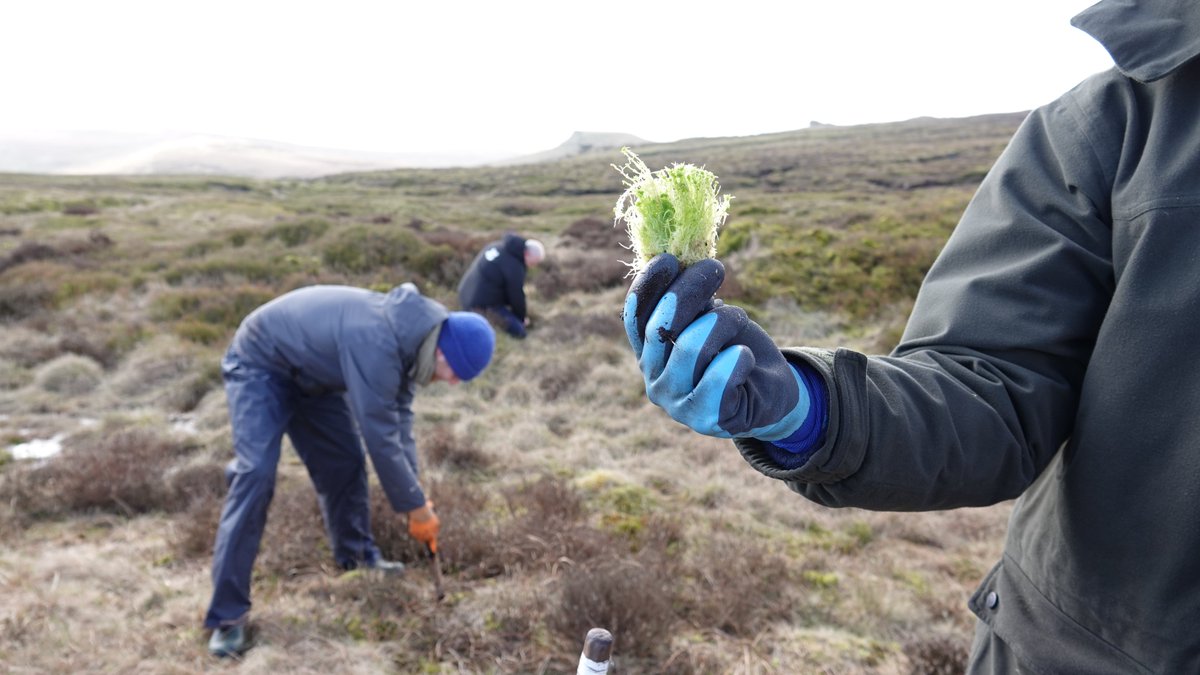 800,000 sphagnum moss plugs will play an important part of the latest #peatland restoration work on #KinderScout. Research shows how this special plant creates ‘speed-bumps’ to improve the health of peat & protect communities from flooding. 🔎 bit.ly/3wruPa8