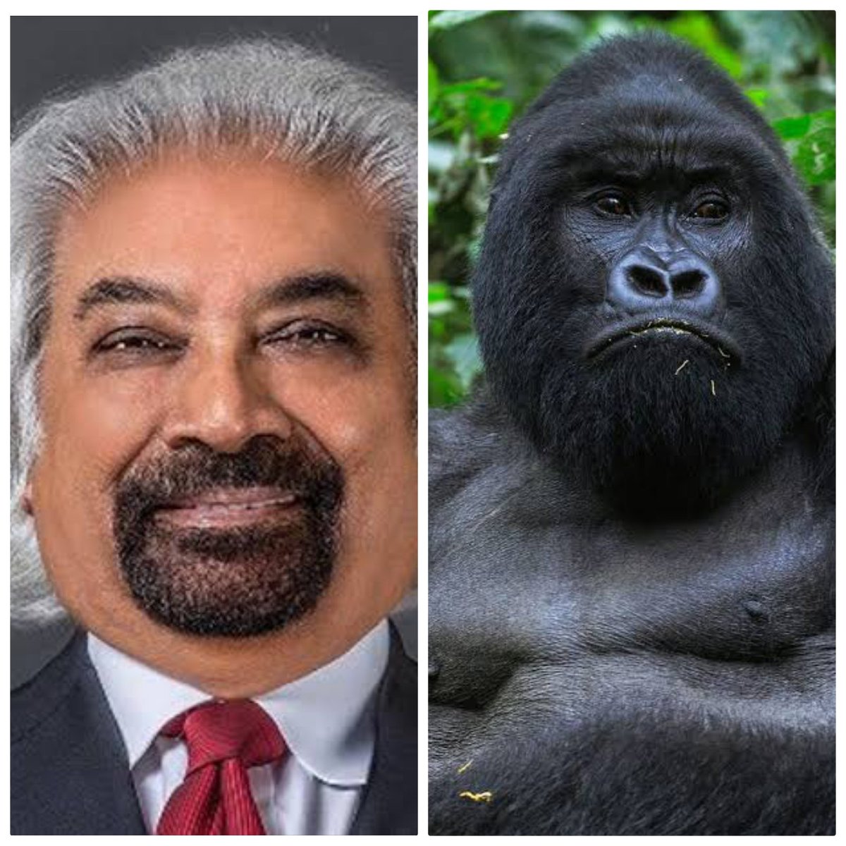 Identify the animals in the below-given picture and tell me to which part of India they belong. Uncle Sam Sam Pitroda North Indians South Indians East Indians West Indians Arab Africa #SamPitroda