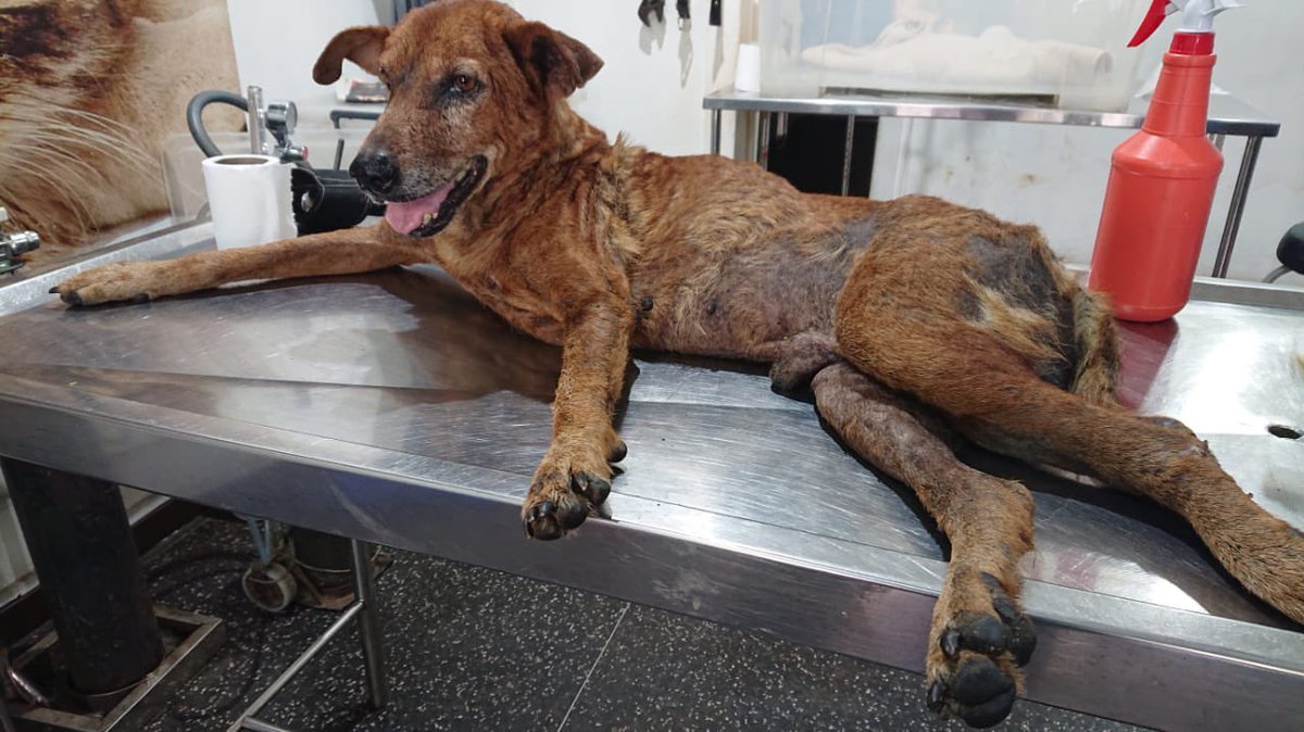 This is Gesto from Gampaha He’s a senior dog that had met with a vehicle accident. He’s unable to walk or stand up. Gesto is sadly, suffering from fractures in his left leg and spine. He’s in a very serious state with no appetite and low body temperature! Help us with poor…