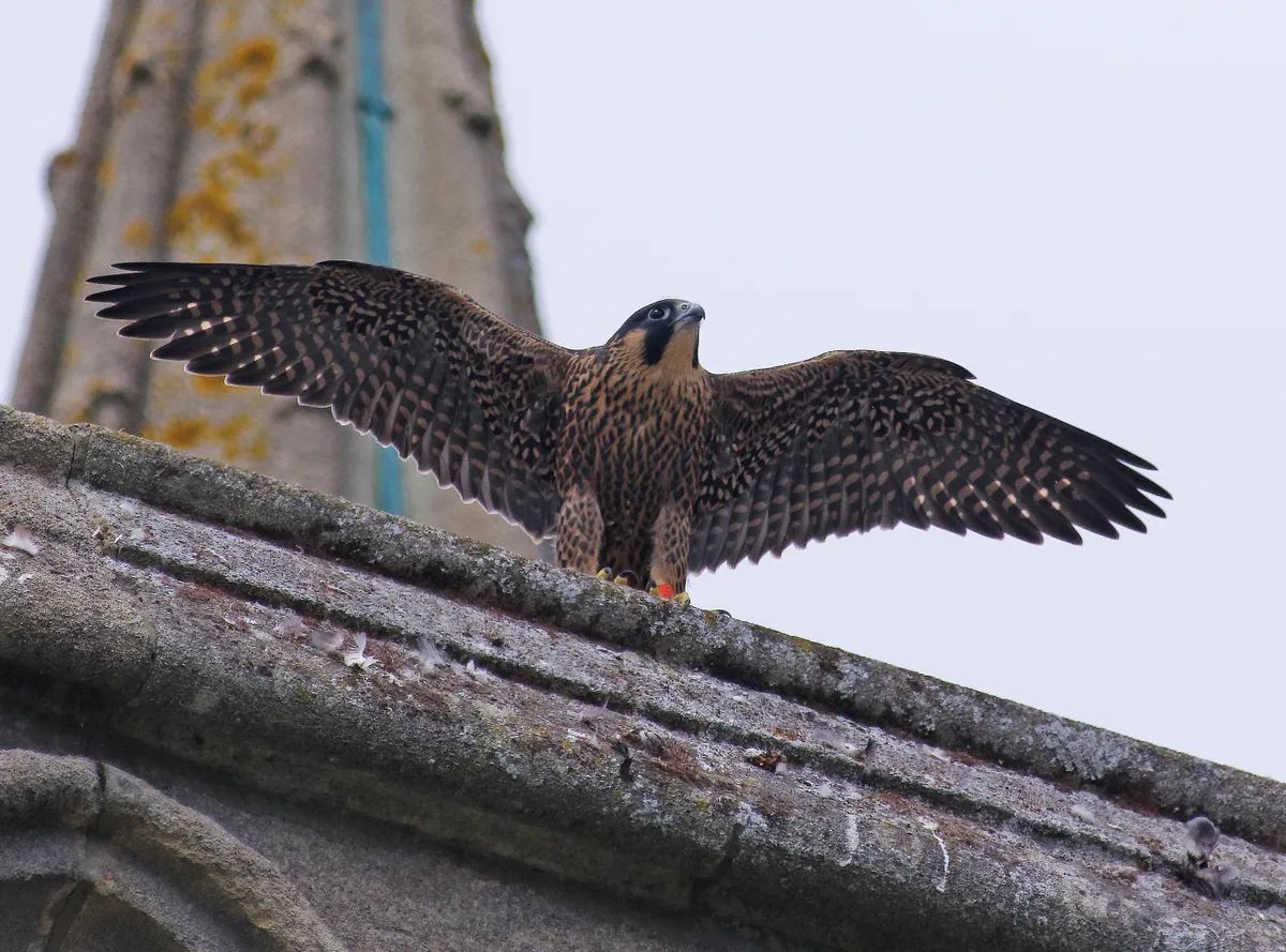 'Peregrine falcon guide: where they live, what they eat and how peregrines hunt' from Discover Wildlife ... buff.ly/3QBa82e