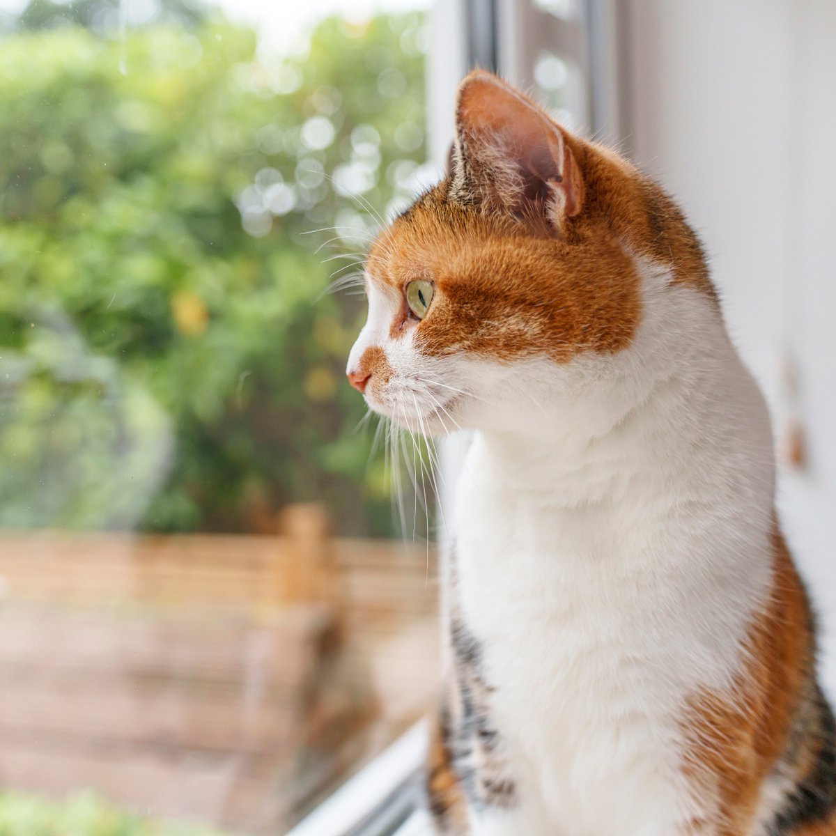 Ever seen your cat ‘talking’ to the birds outside with chattering, chirping or tweeting noises? Find out what cats are saying when they talk to birds here: spr.ly/WhyDoCatsTalkT… 🐦
