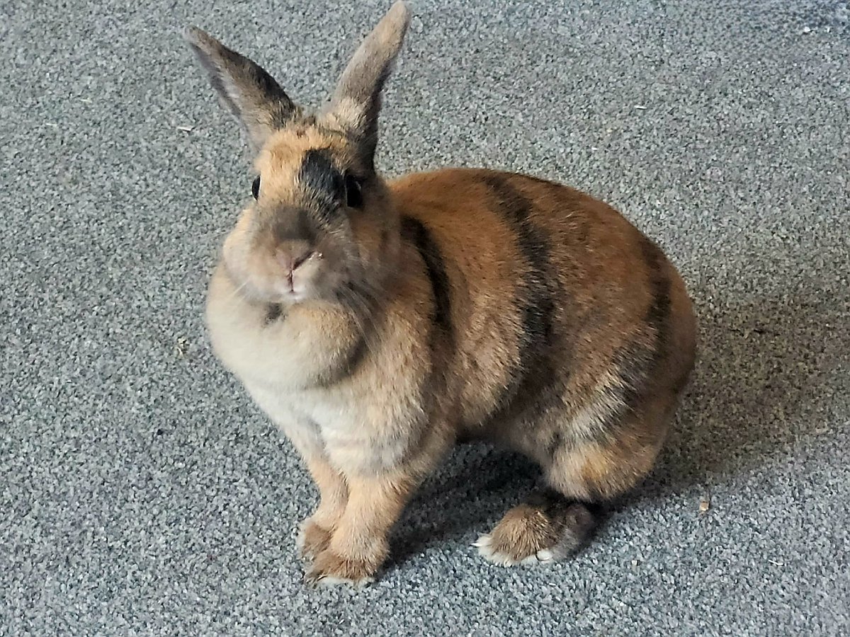 NFU Mutual Beverley & Holderness Pets 🐇 

Carmen, our Renewals Manager, has a pet rabbit - fluffy, who is a mixed breed aged 2 and a half 🥕 

Fluffy is very well travelled and even spent Christmas in the Isle of Skye with the family 🏴󠁧󠁢󠁳󠁣󠁴󠁿 🎄