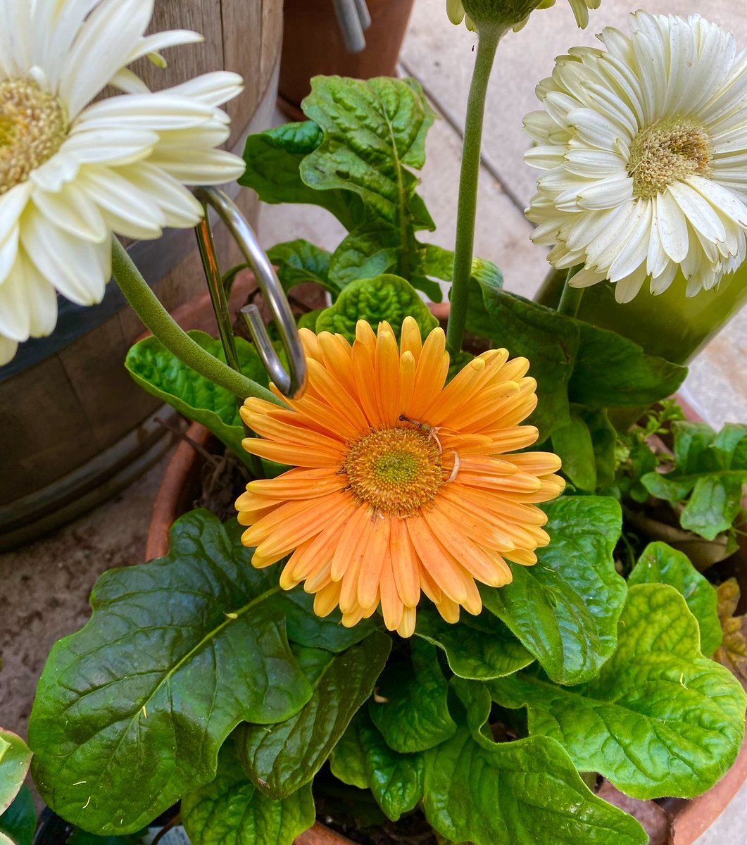 Happy Wednesday  from @healingfoodsgarden #frommygarden #haveagreatday #liveyourbestlife #livewithkindness #livewithgratitude #livewithoutregret #loveoneanother #seizetheday #practicerandomactsofkindness #Flower #Flowers #FlowerOfTheDay #FlowerLover  #flowerdaily