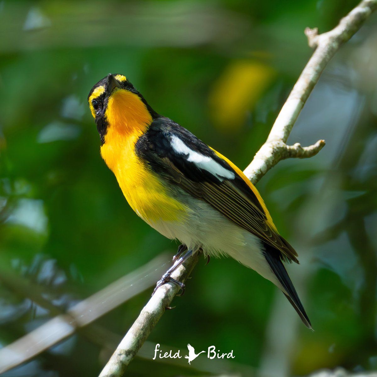 お疲れさまでした🍵 あざとい角度で 挑発するイケ男 お主、ワルのよぉ～ #野鳥 #野鳥写真 #野鳥観察 #SonyAlpha #これソニーで撮りました #写真撮ってる人と繋がりたい