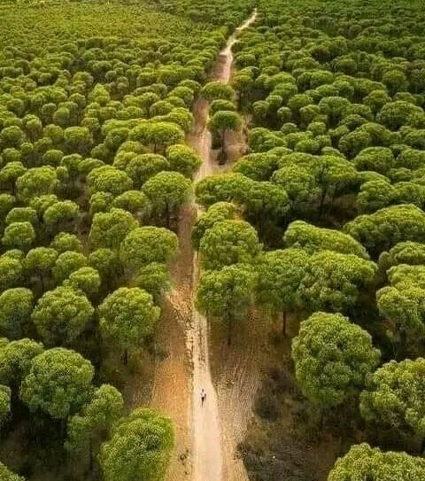 The air is bad....... Plant a tree. 🌳 It is too hot......... Plant a tree. 🌴 Our soils are damaged.. Plant a tree🌲 Too much wind..... Plant a tree.🌿 Protect our water.... Plant a tree.🌵 Shortage of food.... Plant a tree.🌾 You can never undermine a TREE👇👇👇 @nzasap3