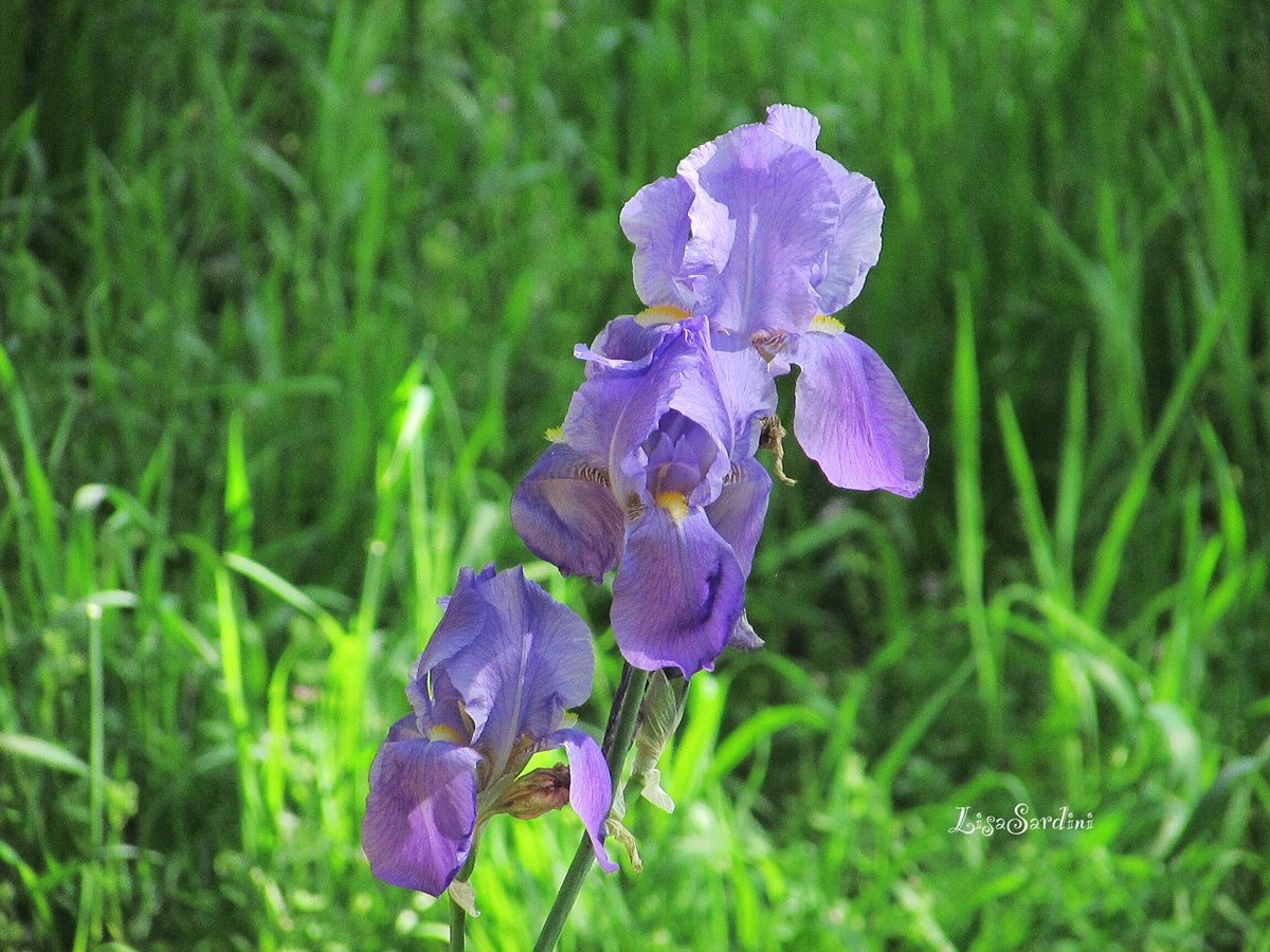 Iris flower