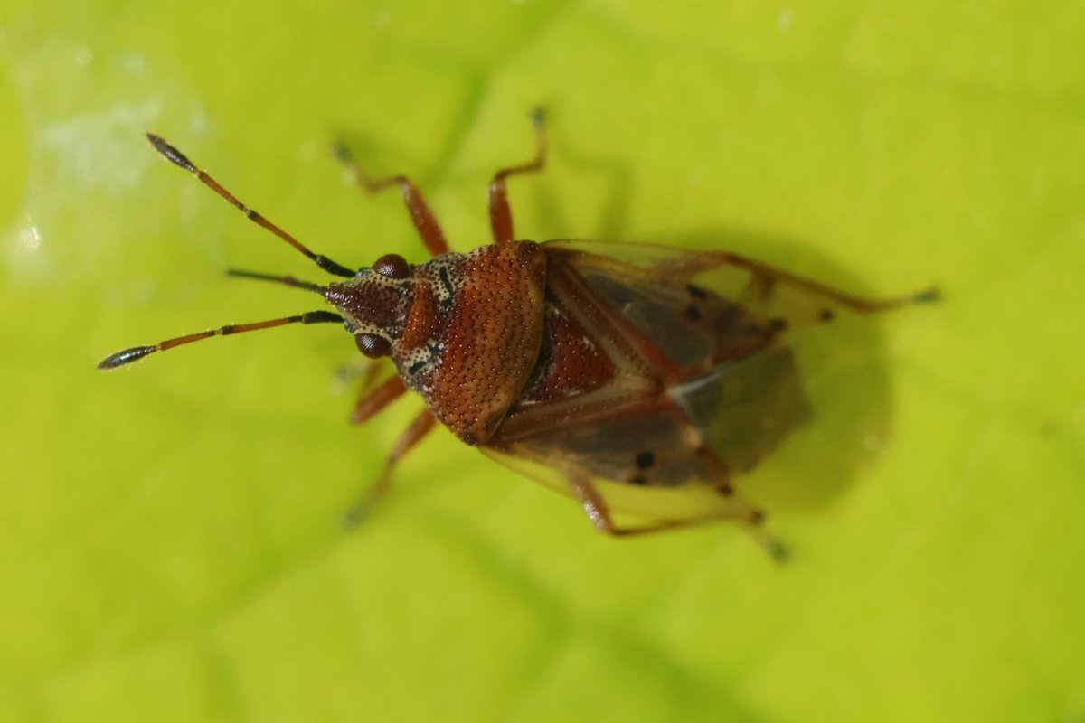 I said to @ivysuckle that I was sure I could find Kleidocerys resedae (Birch Catkin Bug) in the garden, and lo and behold I did! @BritishBugs