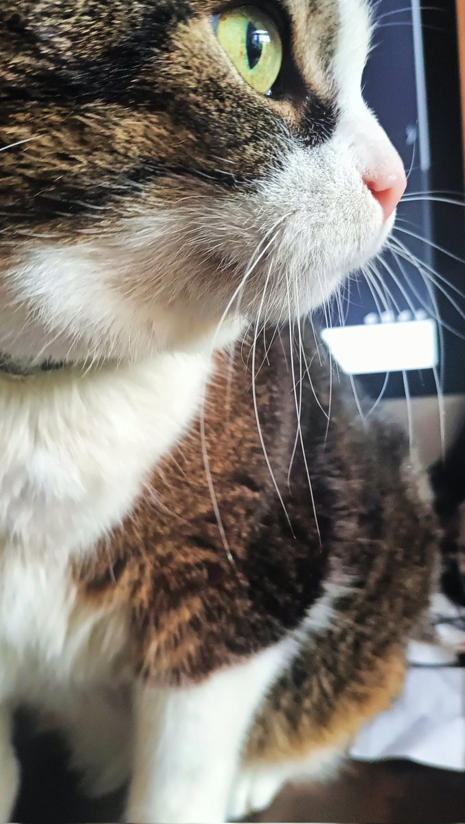 Let me show you my whiskers, have a good look. I polished them for #whiskerswednesday 😻💕
Have a great day and don't be shy to show yours 😸🌺🐾
#CatsOfTwitter #CatsOfX
