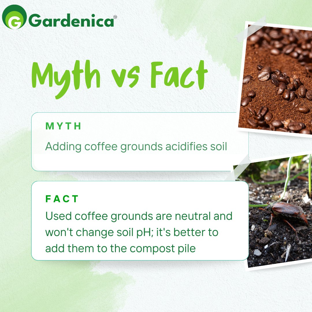 Myth VS Fact
.
.
.
#GardeningMyths #GardeningFacts #NurseryTips #PlantMyths #GreenThumb #PlantCare #MythBusters #Horticulture #GrowYourOwn #GardenKnowledge #PlantLovers #UrbanGardening #NatureFacts #BotanyFacts #GardenMagic #GreeneryLove
