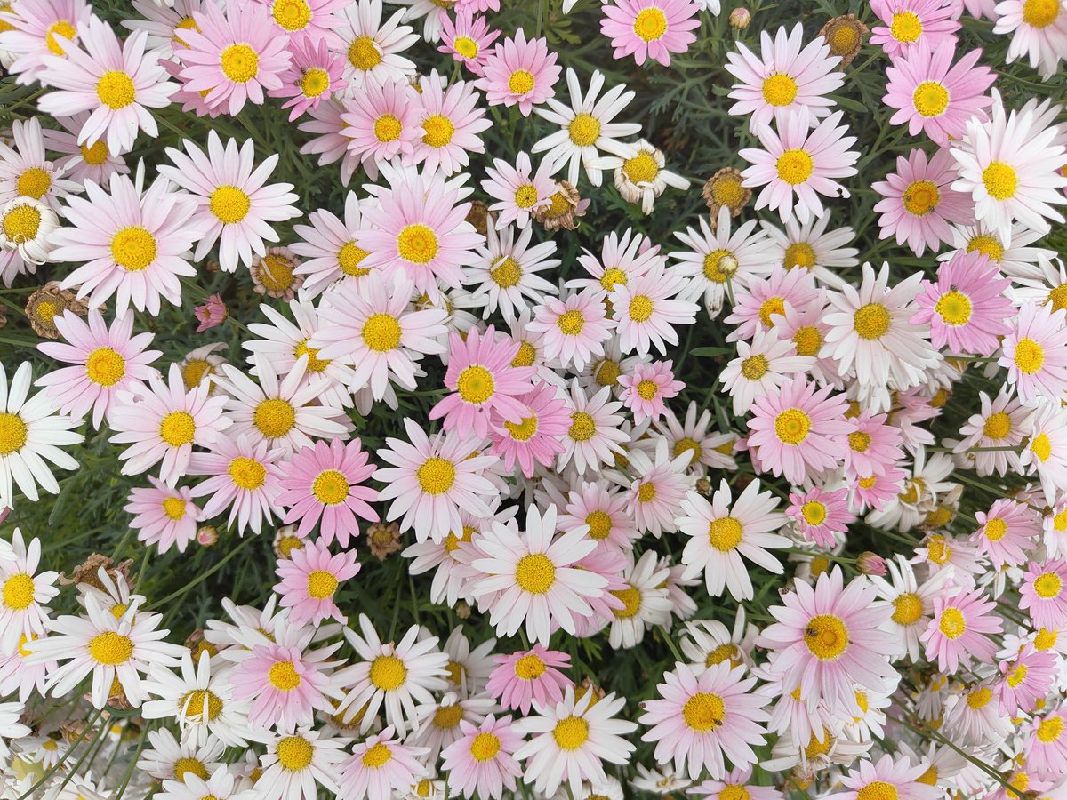 toripii20's tweet image. 体調回復、曇り空の中
一週間ぶりに5Kだけジョギング🏃‍♂😊