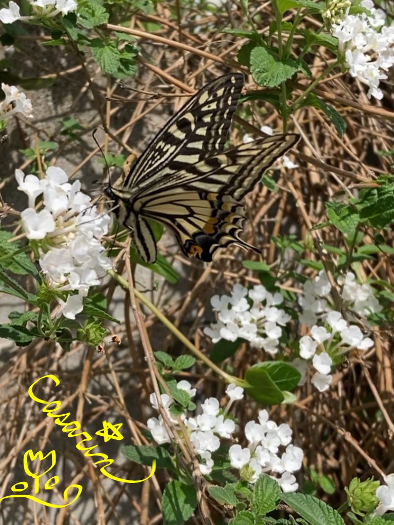 先日初めて #アゲハ蝶 を撮影して とても嬉しかった(*≧∀≦*) そ〜っと近ずいて ﾊﾟｼｬﾘ! Σpω･´) #キリトリセカイ