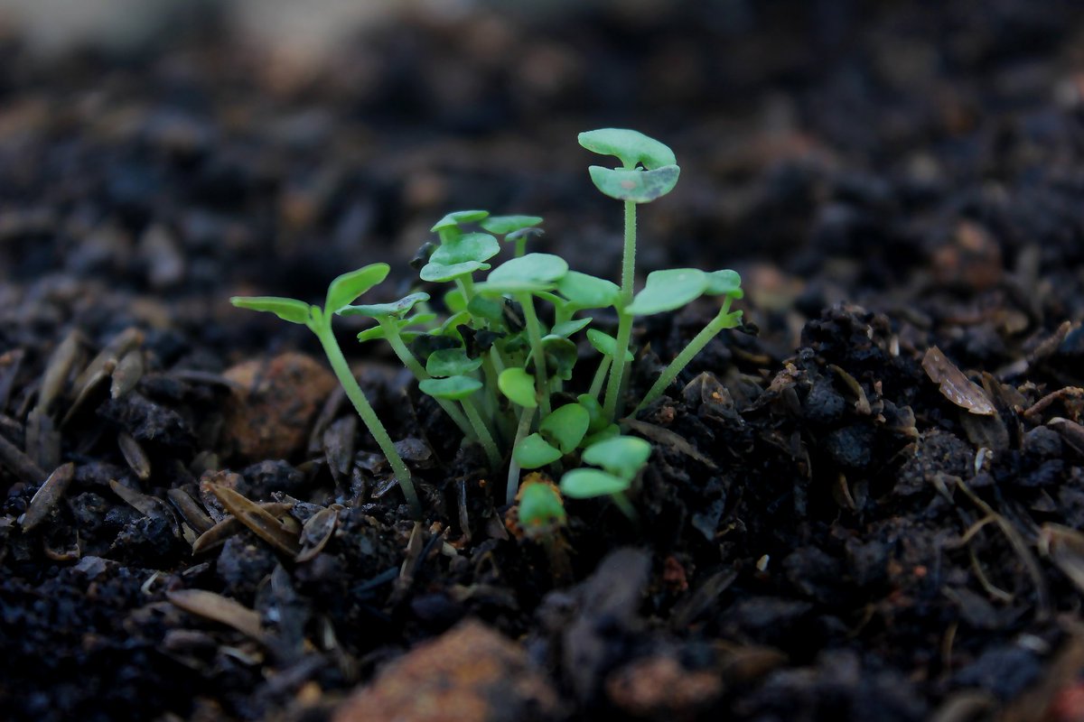 Healthy soil is equivalent to healthy planet.

It's the foundation of our food system and crucial for biodiversity, water quality, and climate change mitigation.
#AFSH24 #SoilHealth #ListenToLand