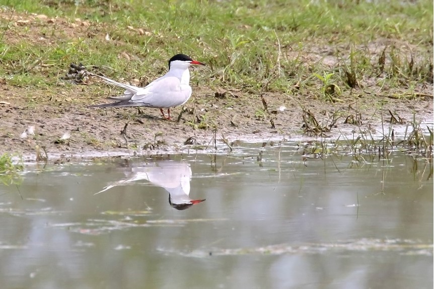 Nice to see Sand Martins showing interest in the nesting bank at Bank Island this year, with a pair of Common Terns also looking like nesting on the island there @YorkBirding Thanks to Terry for sharing his images taken recently 📸