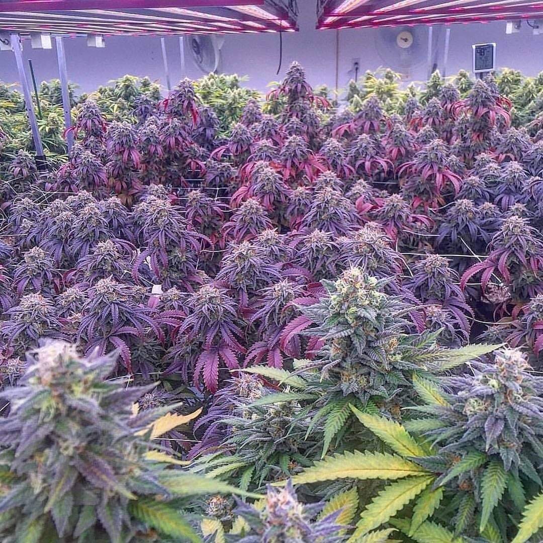 SPACECANNABIS's tweet photo. Coisa mais linda essa maconha roxa🍇 https://t.co/cgab6V07ia
