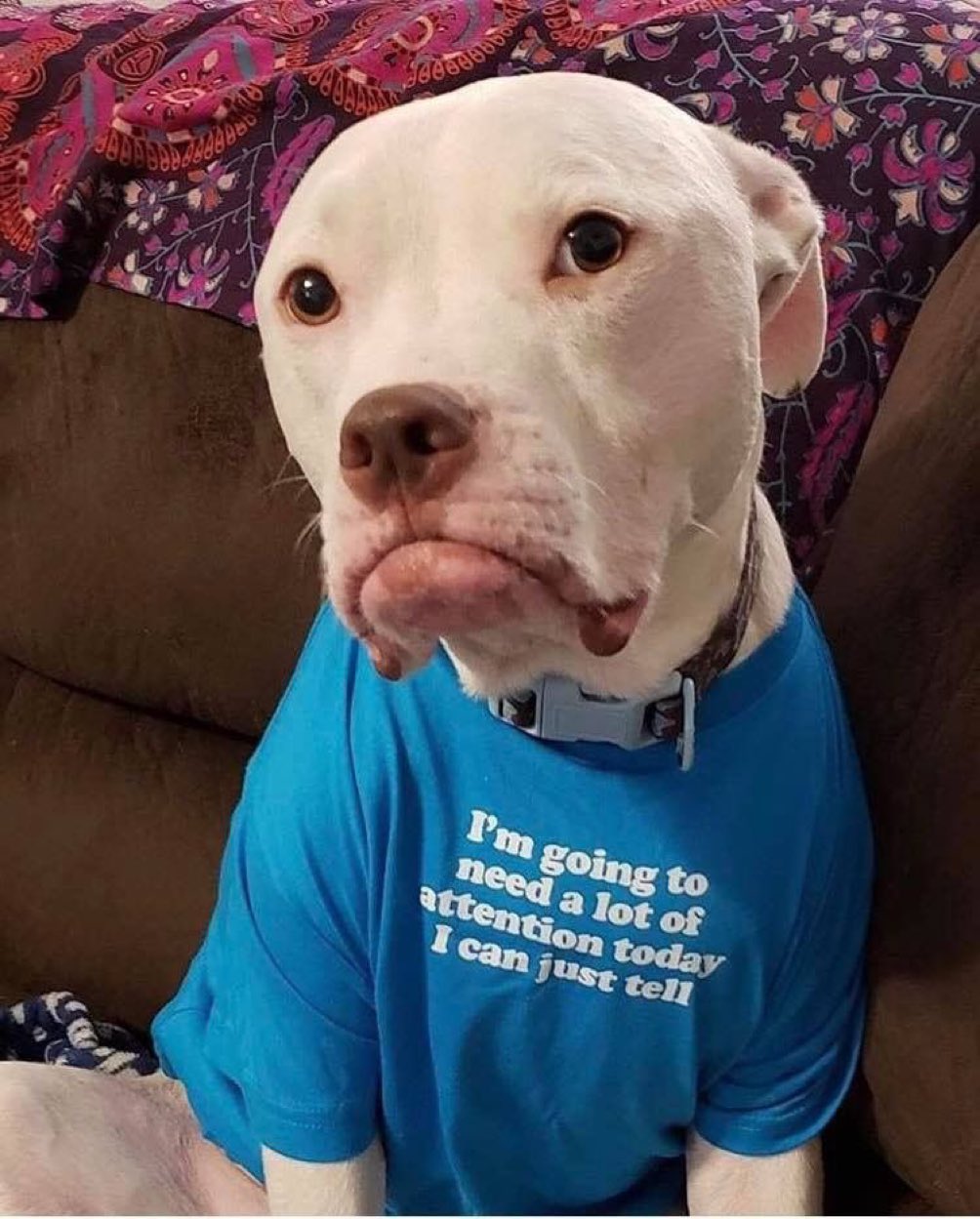 I'm Going To Need A Lot Of Attention Today I Can Just Tell I'm Going To Need A Lot Of Attention Today I Can Just Tell