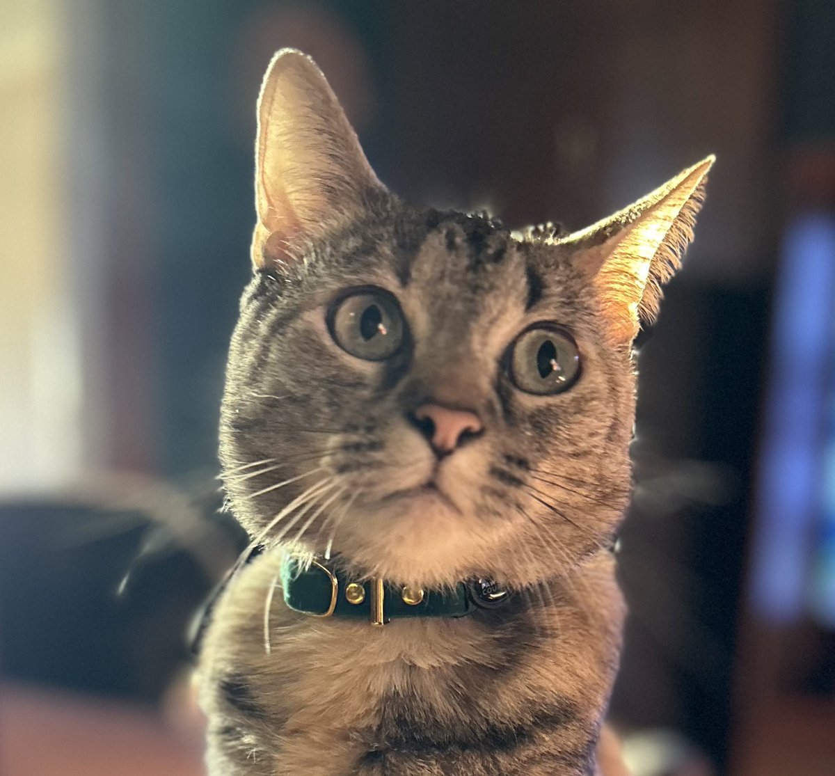 It’s #whiskersWednesday and the weekend is in sight! I hope you have a fabulous day💖 #HumpDay #CatsOfTwitter #CatsOfX #tabbytroop #Wednesdayvibe