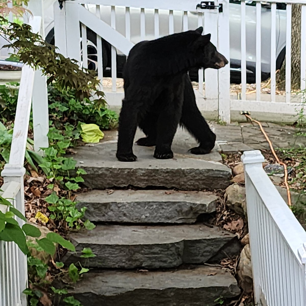 Good morning from the #Brookland Bear!