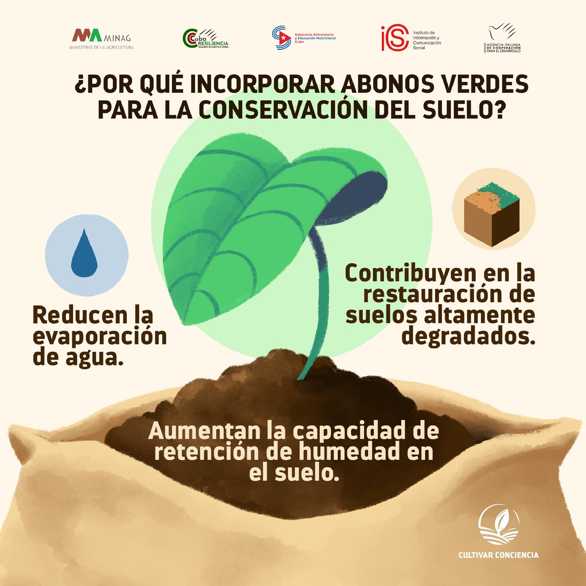 Los abonos verdes son cultivos que tienen la capacidad de adaptarse a diversos suelos y climas, y tienen el fin de proteger y recuperar el suelo. 
🔸 ¿Por qué es importante su incorporación? Le comentamos. 🌱🌿🍃

#Cuba #SoberaníaAlimentaria #CultivarConciencia