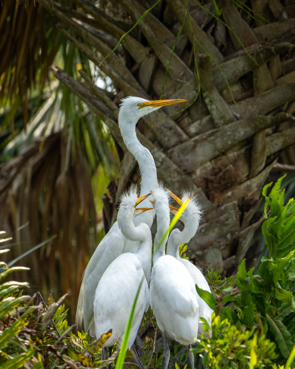 Dad arrived with food, and these rowdy Great Egret chicks are hungry...
#photography #NaturePhotography #wildlifephotography #thelittlethings