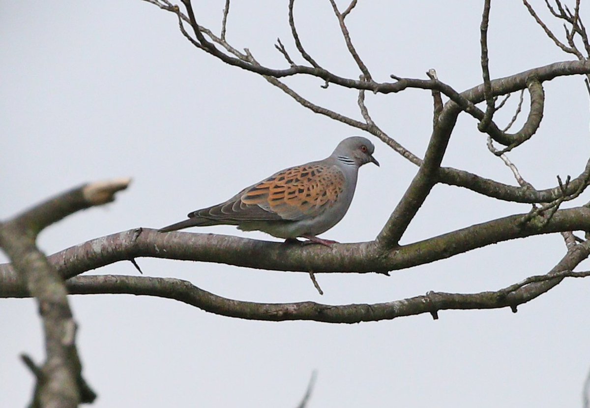 A nice walk through Darwell Wood this morning with singing Turtle Dove and Gardens Warblers the highlight. @SussexOrnitholo