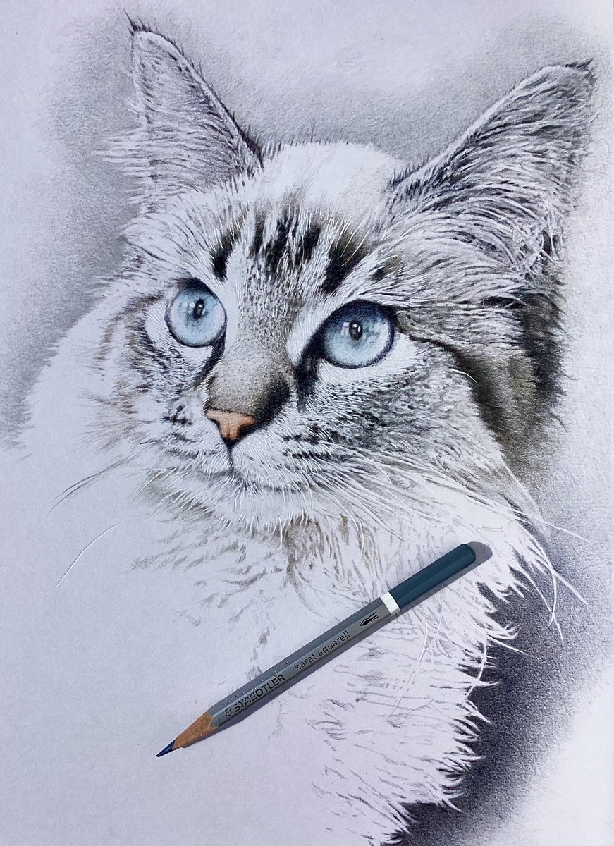 メインクーン色鉛筆画。
ようやく、ここまで進みました。
フカフカの長い胸の体毛が、
思うように描けるかが今後の課題です。🤔
#メインクーン　#猫　#色鉛筆画