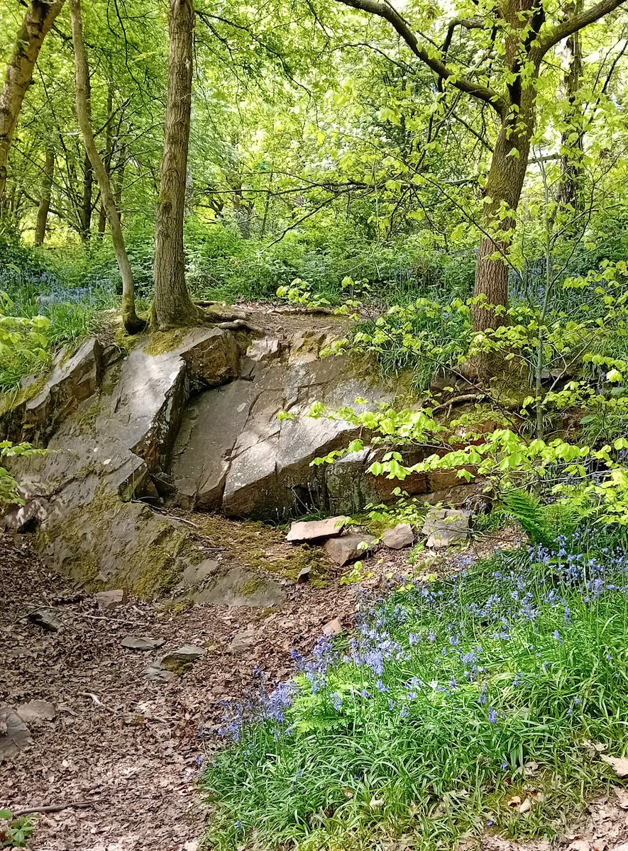 Bluebells and ancient rocks at The Outwoods this morning.

#Charnwood #CharnwoodRocks