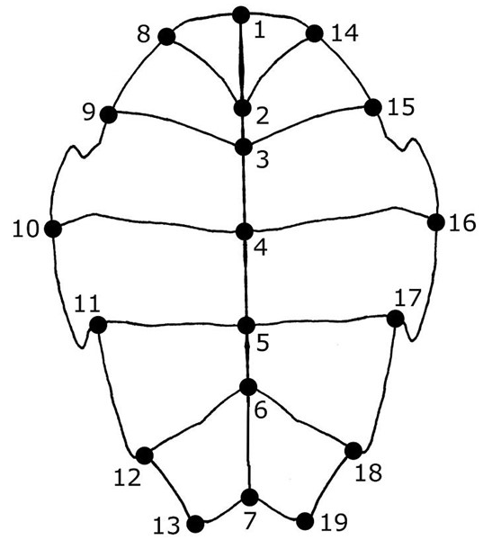 iobjournal's tweet photo. "As the discovery of cryptic species has increased in frequency, there has been an interest in whether geometric #morphometric data can detect fine-scale patterns of variation that can be used to #morphologically diagnose such species.."
Borroughs et al
https://t.co/WwlOqLIkEO https://t.co/jxmsNFEpzn