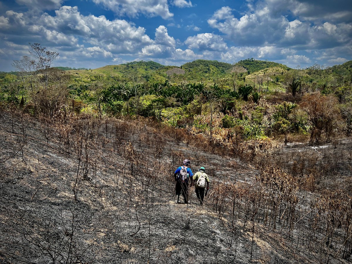 Surveying across the landscape recently burned by wildfire 🔥 during my #lidar guided pedestrian survey 🥾 of ancient #Maya houses in the hinterlands of #Lubaantun. This #NSF funded research assesses #inequality and differential access to resources. #NSFstories #belize 🇧🇿