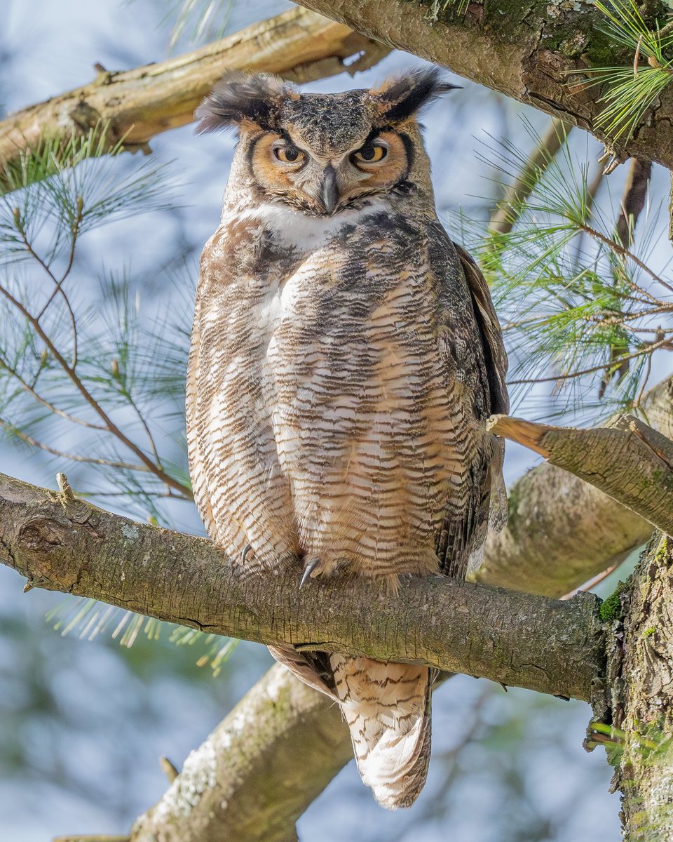 Great Horned Owl #birds #owls #birdphotography #NaturePhotography