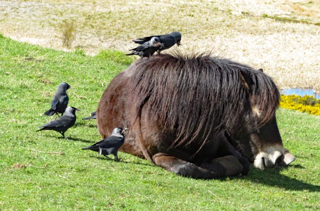 Jackdaws getting hair from Oberon 🐴