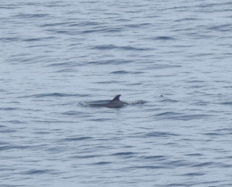 Gone a bit cetacean crazy in last 20 minutes off Isle of May. First 15 Bottle-nosed Dolphins (on photos) and then a young HUMPBACK WHALE surfacing and actively feeding off east side! Brilliant stuff