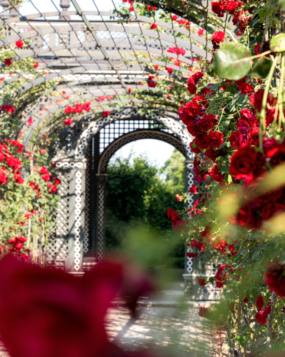 🌹 #Roses are red.. ... but they also bloom in many more different shades here in #Schönbrunn. Don't miss this opportunity to see the #blooming beauties in all their #floral glory- and take your time to smell their wonderful scent. 📷 © SKB / instagram.com/co.versailles