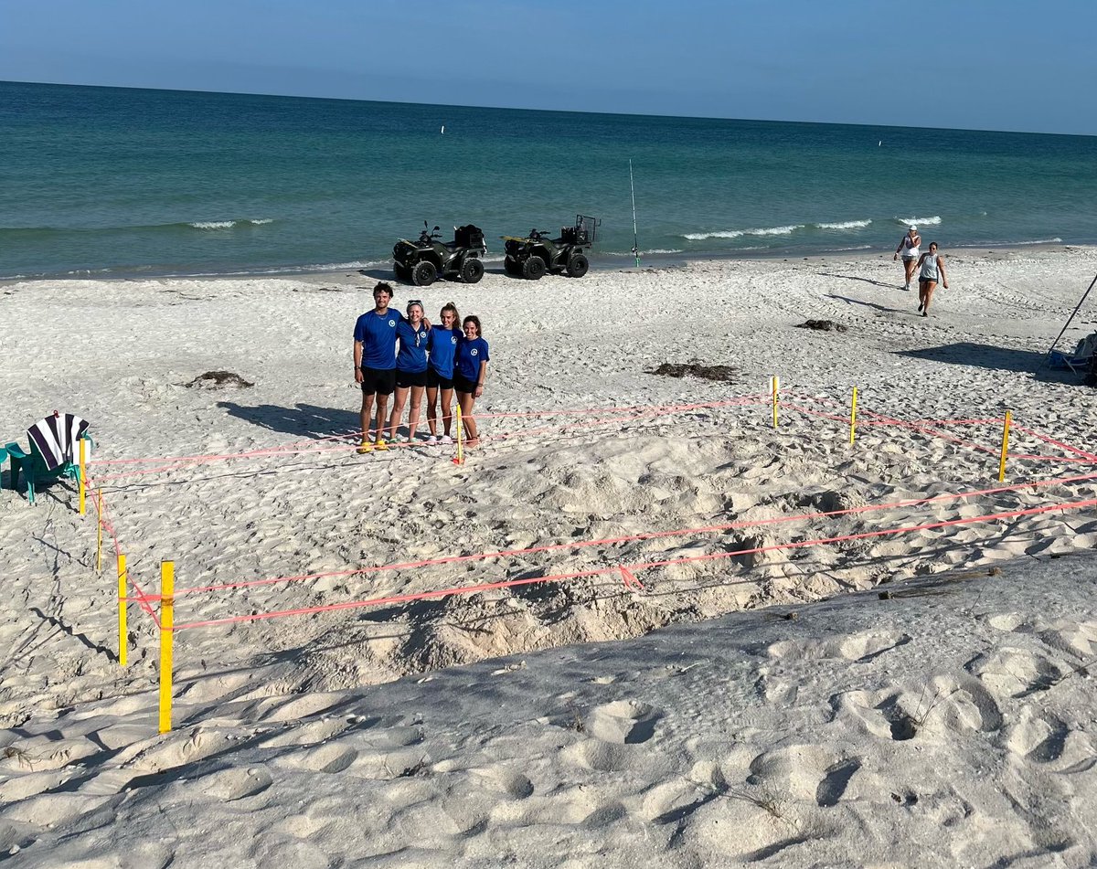 CMA's sea turtle nesting team has documented the first leatherback sea turtle nest in Pinellas County! The nest was identified by its size and unique crawl pattern. This species' crawl pattern resembles one of a green sea turtle, but is significantly larger in size.