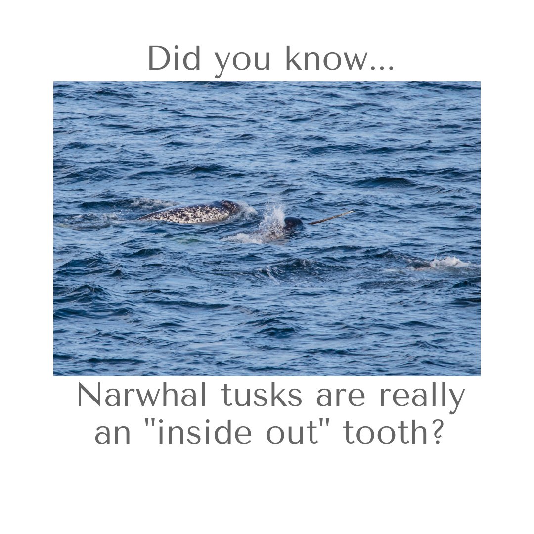 Fun fact: narwhal tusks are really an 'inside out' tooth. 😱

#funfacts #narwhal #animalfacts #socialanimals #funny
 #bobcomegys #exprealty