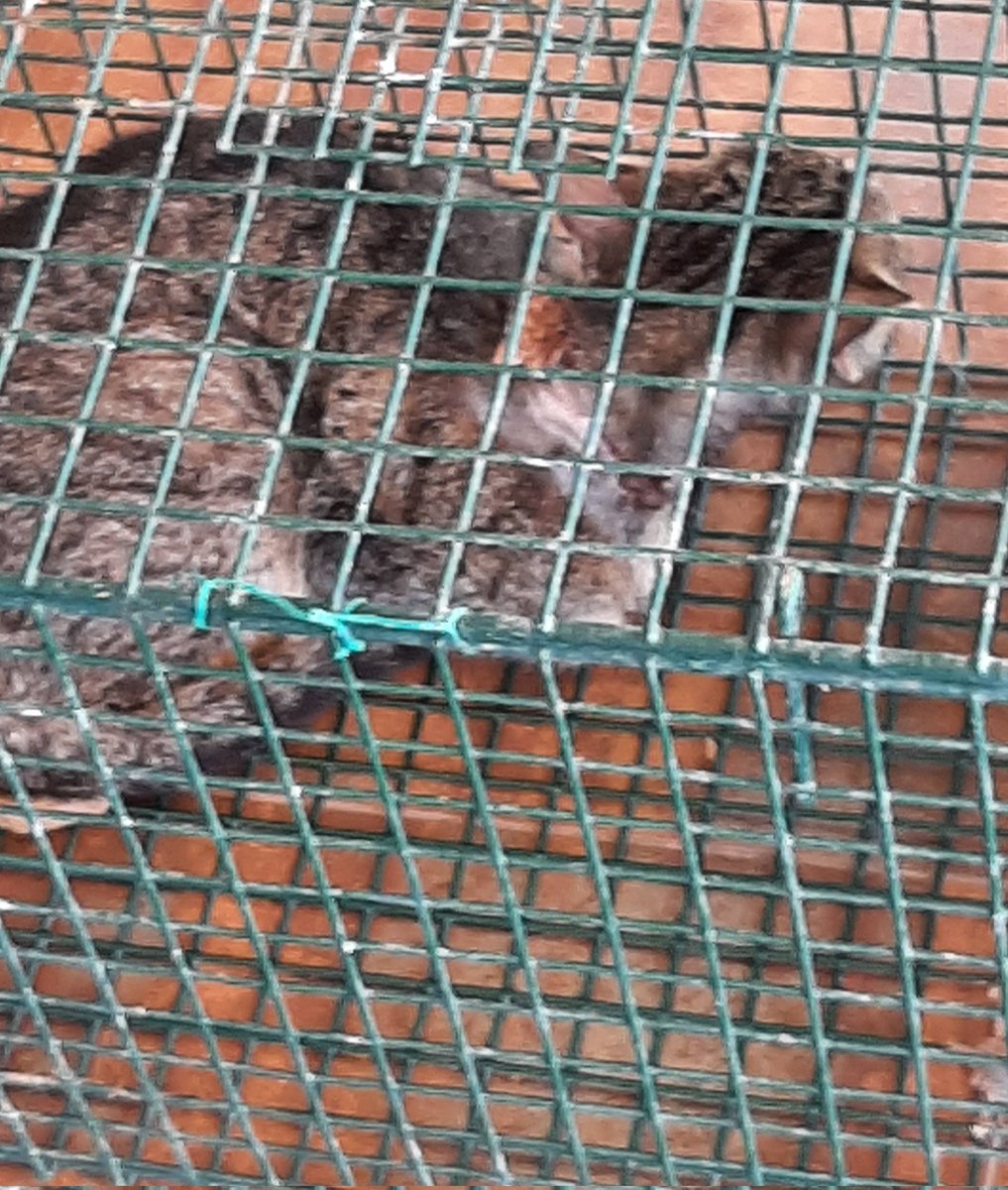 Schlimmer Notfall: diese Katze hat jemand versucht zu erdrosseln. Sie hing in einem Baum. Ich kam gerade noch rechtzeitig. 2 nackenwirbel sind gebrochen. Michael hat sie in die Klinik gebracht. Bitte dringend um Hilfe bei den klinikkosten. Wer der armen Kreatur helfen möchte