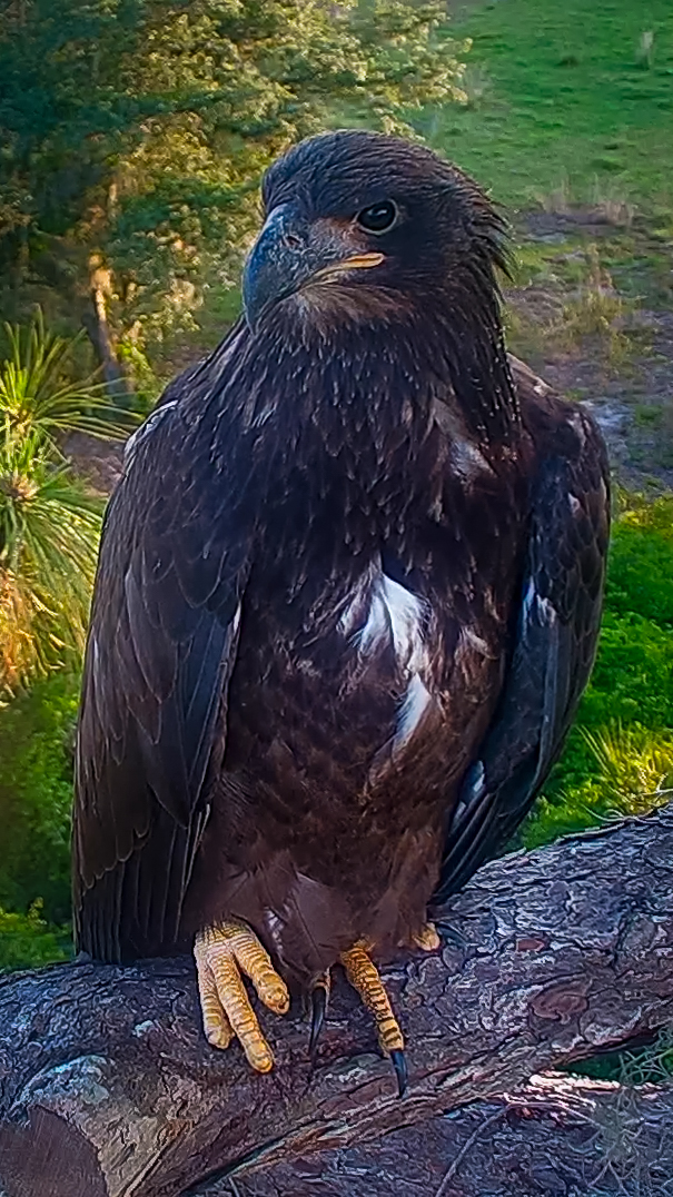 Swampy continually plays 'Where's Waldo' with EC viewers! 

#eaglecountry #birdwatching #nature #animals #birdsofprey