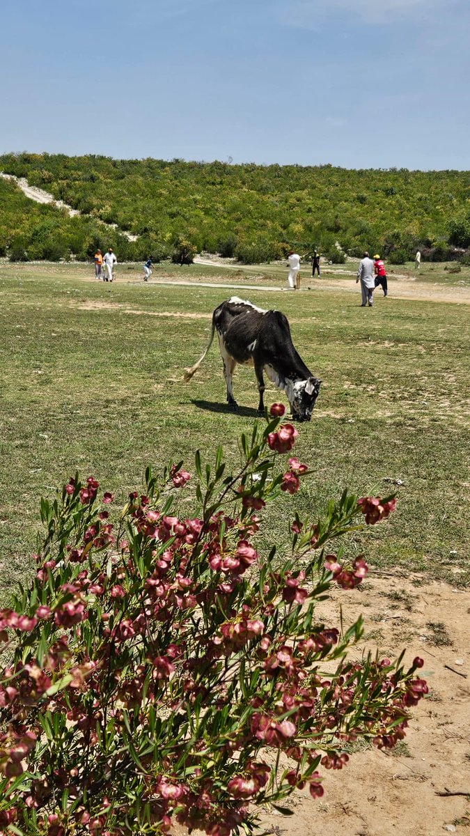 Been playing cricket in Pakistan