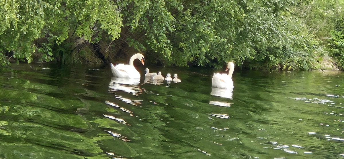 first cygnets of the year 🤲🏻