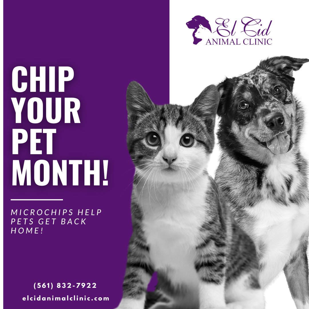 Microchips are lifesavers for lost pets! 🌟This Chip Your Pet Month, make sure your pet is protected by scheduling their microchipping appointment today. 

🌐 elcidanimalclinic.com
☎️ (561) 832-7922

#ElCidAnimalClinic #ChipYourPetMonth #PetMicrochipping #Microchip #LostPets