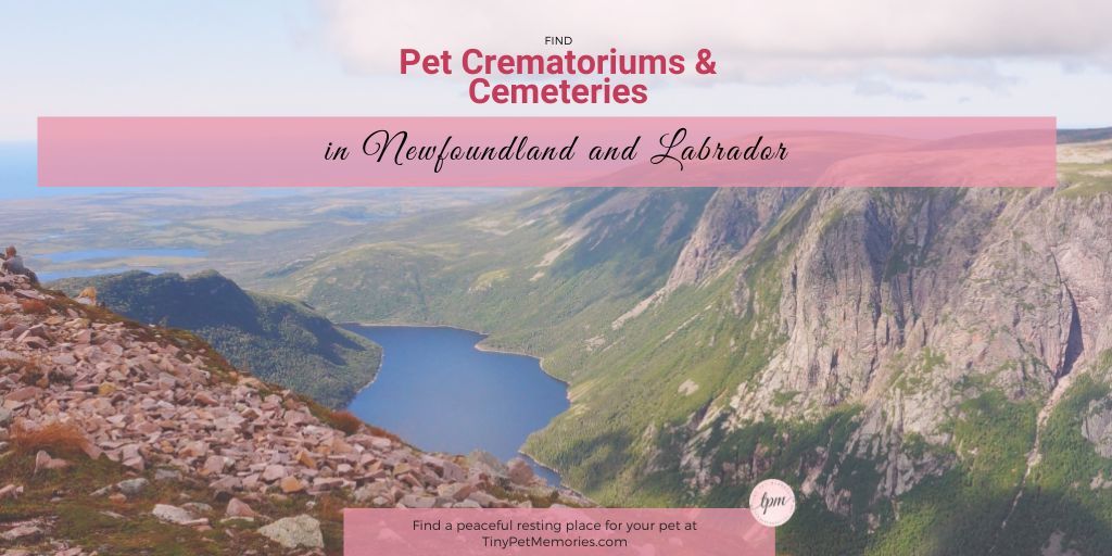 Looking for a peaceful way to lay your #petlove to rest? Find #petcemetery or #petcrematorium #NewfoundlandandLabrador on #TinyPetMemories. These local listings will help you plan the perfect #petmemorial

@TinyPetMemories to add a listing
buff.ly/2YZS8VK MT