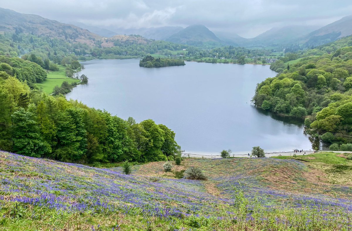 Incredible smell from these bluebells, covering the hills above Grasmere.