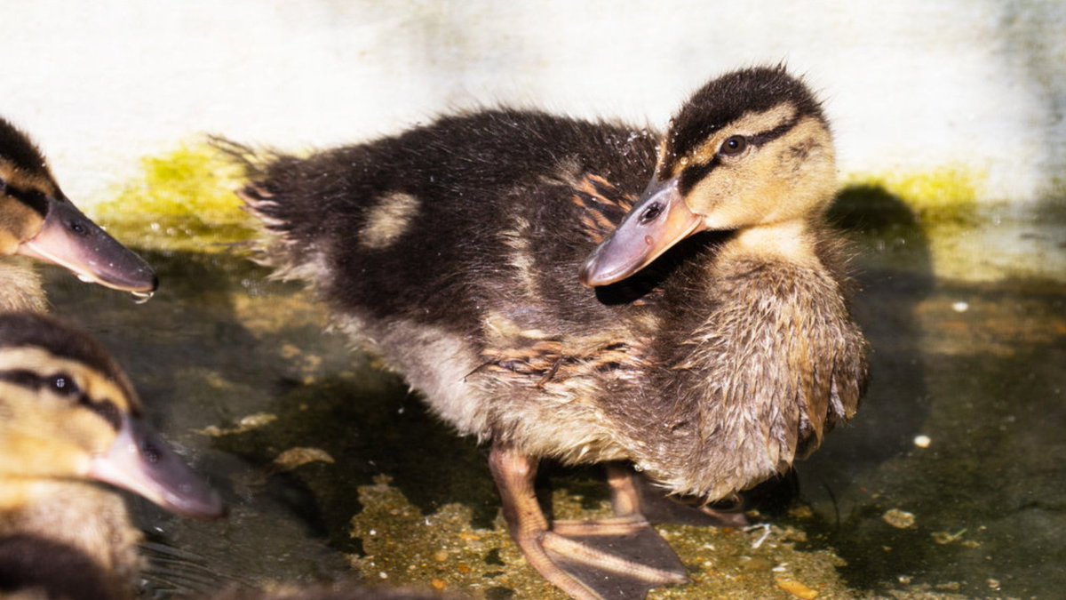 It's usually best to leave ducklings alone as their mother needs to be given space to care for her young. 🦆 There are times when they might need your help and your local wildlife rehabilitator can support too. Here's what to look out for: bit.ly/3X2GZyW